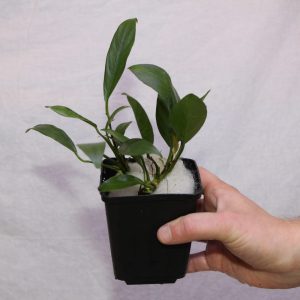 Anubias Congensis Moederplant
