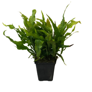 Microsorum Pteropus Javavaren Moederplant XL