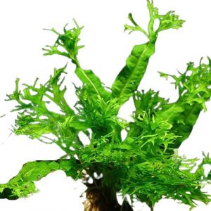 Microsorum-windelov-moederplant