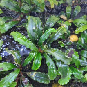 Bucephalandra wavy green Submers