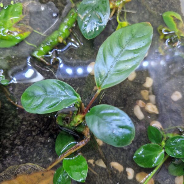 Anubias Coffeefolia submers