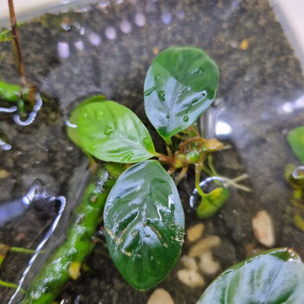 Anubias Coffeefolia submers klein stekje