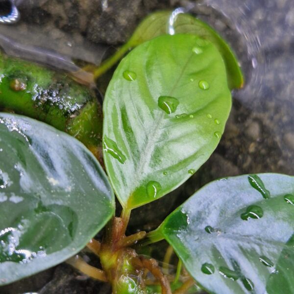 Anubias Coffeefolia submers blad