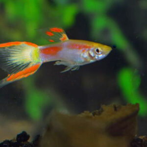 10X ENDLER'S GUPPY YELLOW LASER TAIL MALE